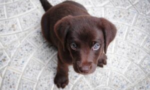 השארת גור כלבים לבד בבית